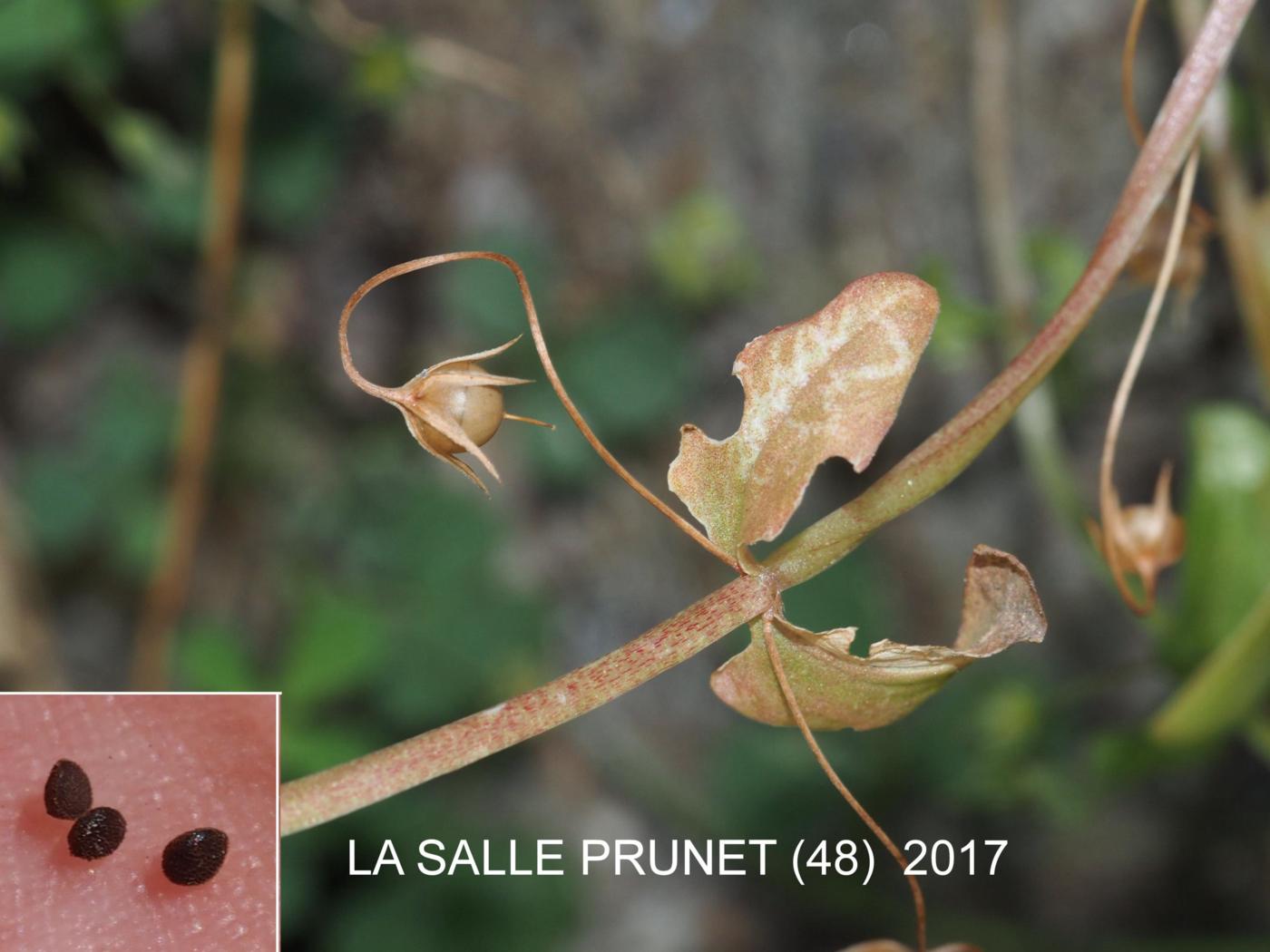 Scarlet Pimpernel fruit